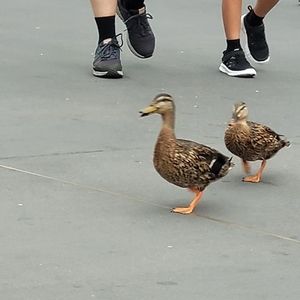 Meet your Posher, Bella